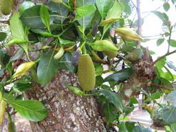 Wild Gully durian tree