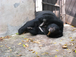 Wild Gully asian black bear