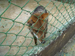 Wild Gully rehabilitation program wild fox